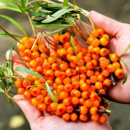 Саджанець Обліпиха Герго (жіноча) в контейнері